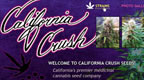 California Crush Seeds